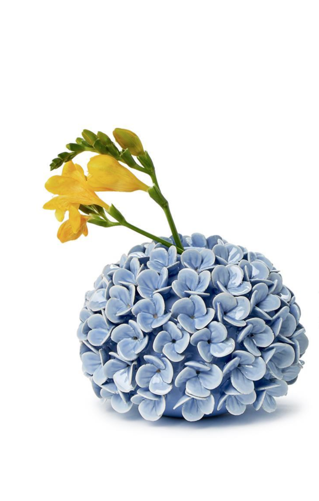 Blue hydrangea ball with yellow flowers on a white background