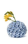 Blue hydrangea ball with yellow flowers on a white background