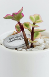 grey pebble that says choose happiness in a plant with white background and vase